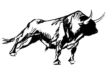 bull. hand drawn scetch illustration of ox on white background. Spanish Fighting Bull breed. cattle animal.