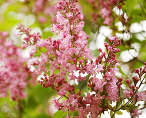 beautiful pink flowers in the garden
