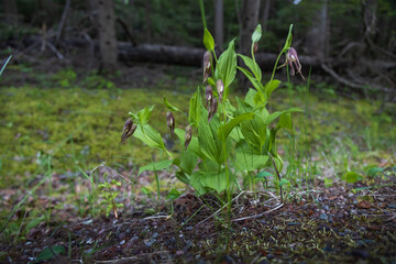 Mountain Lady's Slippers