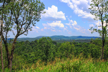 Obraz premium trees in the mountains