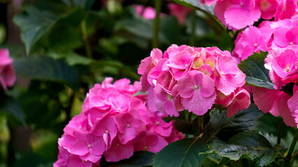 Beautiful pink large flowers of hydrangea close-up.