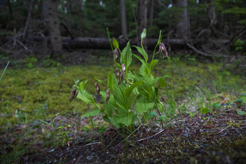 Mountain Lady's Slippers