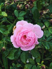pink rose flower in raindrops close-up