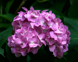 Beautiful pink large flowers of hydrangea close-up.