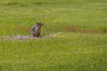 Ground squirrel sitting in grassland