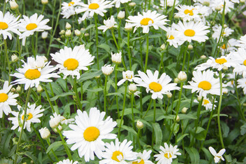 Fototapeta premium Lots of daisies. Daisies, daisies, wildflowers. Many daisies in the meadow.