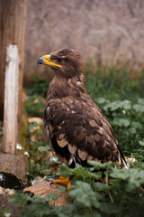 Brown steppe eagle sits in grass