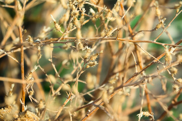 Dry Thorny Plants