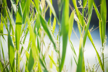Green Leaves Reeds