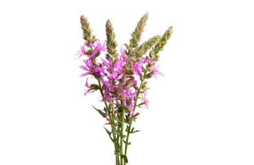 Lilac meadow flowers isolated