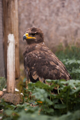 Brown steppe eagle sits in grass