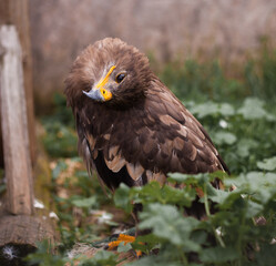Brown steppe eagle sits in grass
