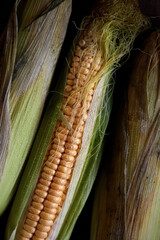 Delicious homemade corn, environmentally friendly, free of nitrates and carcinogens. Close up, macro