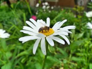 Obraz premium bee on daisy
