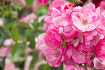 Naklejka na ściany i meble Lots of pink flowers. Beautiful Roses Background