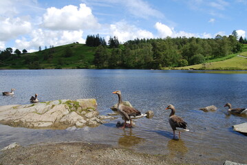 Geese, Lake District, Cumbria, England