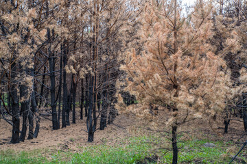 Pine forest after a fire.