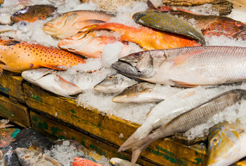 fresh catched sea fish on ice of market shelf at fish market place
