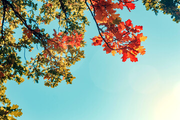 Yellow autumn leaves oak on blue sky background.