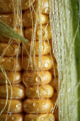 Delicious homemade corn, environmentally friendly, free of nitrates and carcinogens. Close up, macro