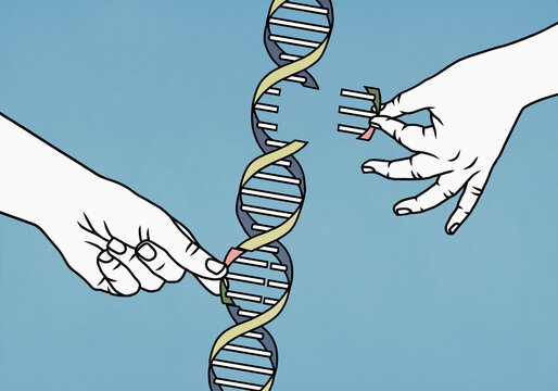 Hands dismantling double helix