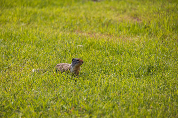 Ground squirrel sitting in grassland