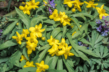 Yellow Wood Anemone (Anemonoides ranunculoides) in forest, Central Russia