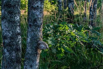 in front two birches with moss and bog on the trunk, next to a new oak and oak leaves, green grass and a sunny summer day