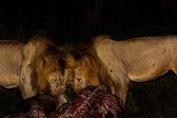 Lions eat the kill at night in Masai Mara, Kenya, Africa