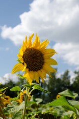 Big yellow sunflower blue sky white clouds. Summer sunflower sky background.