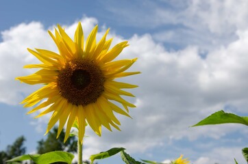 Big yellow sunflower blue sky white clouds. Summer sunflower sky background.