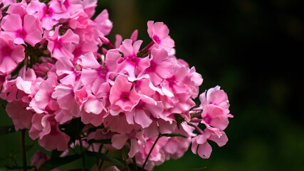 A beautiful bunch of pink phlox flowers against a dark background.