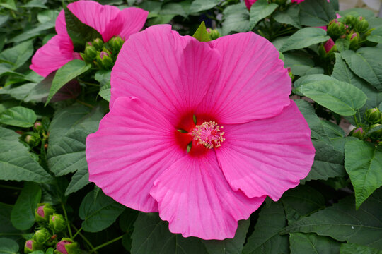 Hibiskus, Hibiscus, Eibisch, Malvengew&auml;chse, Malvaceae, Sumpfeibisch, Hibiscus moscheutos,
ībesch, ībisca, Althaea, Hibiscus moscheutos, Roseneibisch, Malvengew&auml;chse, Malvaceae,
Hibiscusbl&uuml;te, Hibisku