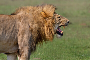 Male lion with its mouth open in Maasai Mara, Kenya, Africa