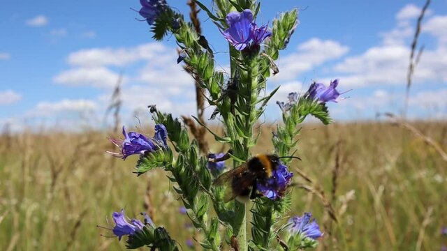 Bumblebee Flies around Purple Flower called Blueweed and Pollinates it on the Field. Blueweed (Echium Vulgare) also know as Viper's Bugloss is a Flowering Plant in the Borage Family Boraginaceae. 