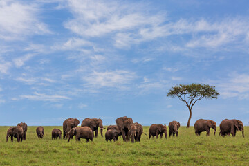 Naklejka na ściany i meble Elephants in Maasai Mara, Kenya, Africa