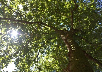 grands chênes vert ,en été , cime et tronc