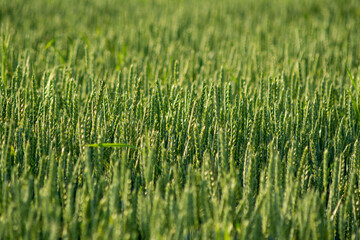 green wheat in the field
