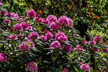 Catawba Rhododendron Cultivar (Rhododendron catawbiense) in park