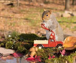 Squirrel with Nuts and Nutcracker
