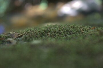 mousse ,lichen vert en gros plan  dans la forêt