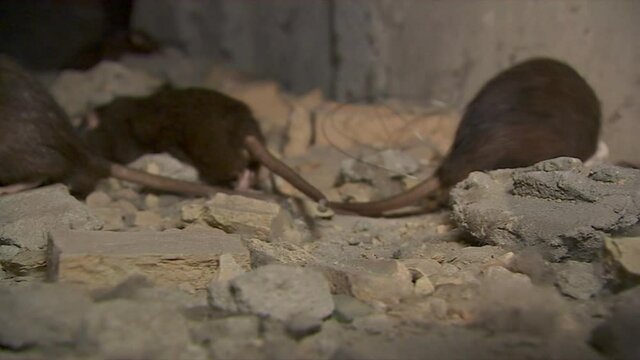 Wild  gray rat sniffs and comes close to the camera.