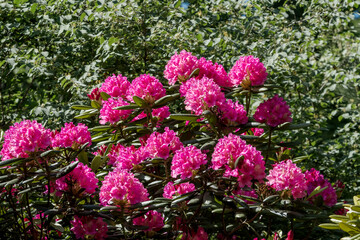 Catawba Rhododendron Cultivar (Rhododendron catawbiense) in park