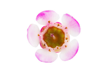 flowers of wax myrtle isolated
