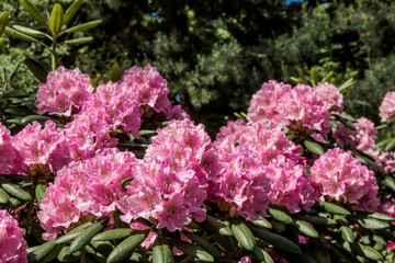 Catawba Rhododendron Cultivar (Rhododendron catawbiense) in park