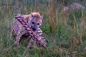 Young spotted hyena carrying the kill in Maasai Mara, Kenya, Africa