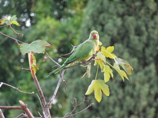 green parrot on branch