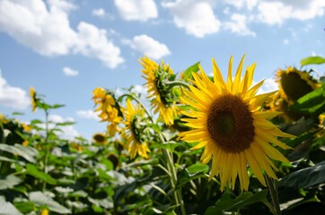 Beautiful sunflower in the middle of the field. Sunflowers in the field sky background.