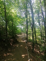 Obraz premium path in the woods