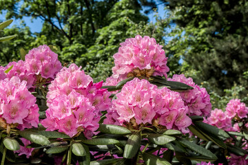 Catawba Rhododendron Cultivar (Rhododendron catawbiense) in park
